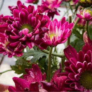 Meet your Posher, Luna